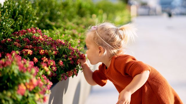 Kunstig intelligens gjenskaper lukter