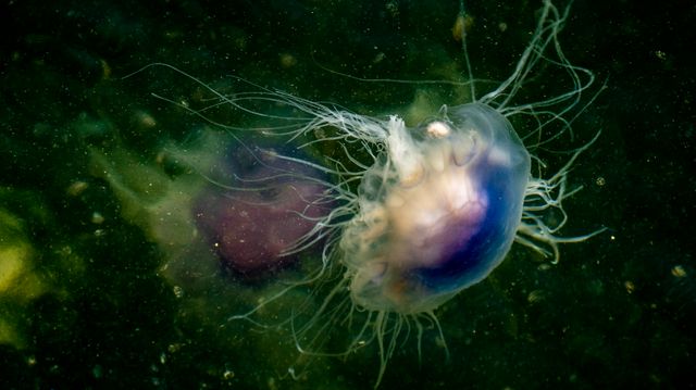 Blå brennmanet blir stadig vanligere