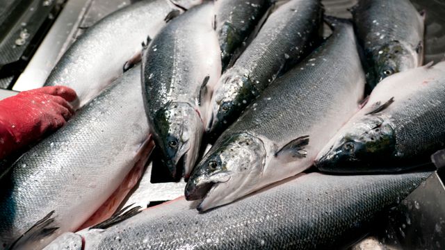 EU kritisk til Norges kontroll av økologisk laks – kan åpne for svindel