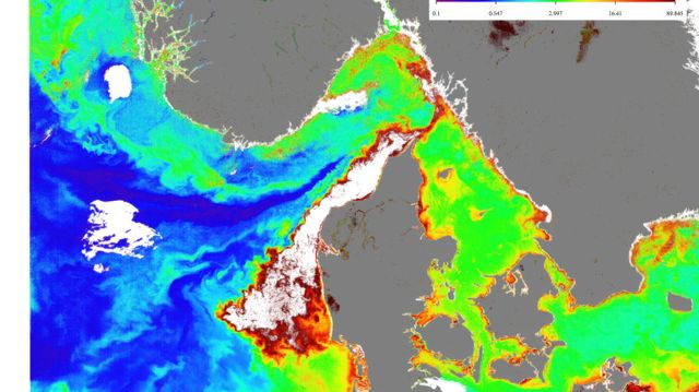 Skadelig algeoppblomstring på vei mot Norge: – Vi kan jo håpe på ordentlig dårlig vær