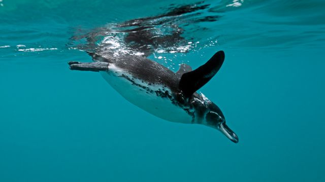 Pingvinenes luft-triks kan hjelpe skipsbransjen