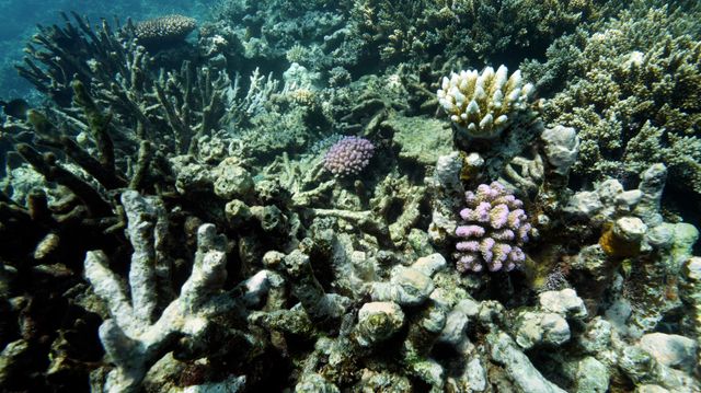 Havbunnen kan være ødelagt for alltid etter gruvedrift, ifølge forskning