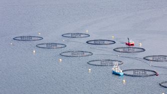 Illustrasjon av Ny rapport: Over 54 millioner laks døde i merdene i fjor