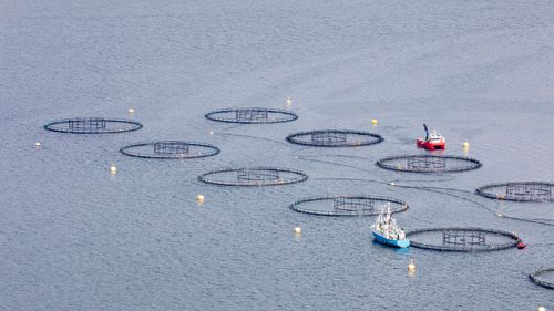 Illustrasjon av Ny rapport: Over 54 millioner laks døde i merdene i fjor