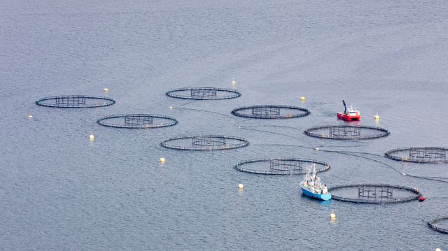 Ny rapport: Over 54 millioner laks døde i merdene i fjor