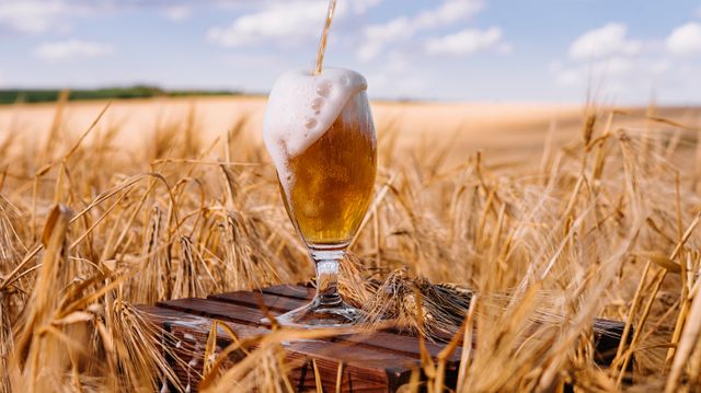 Øl-rester kan gi oss nyttig fett og medisiner