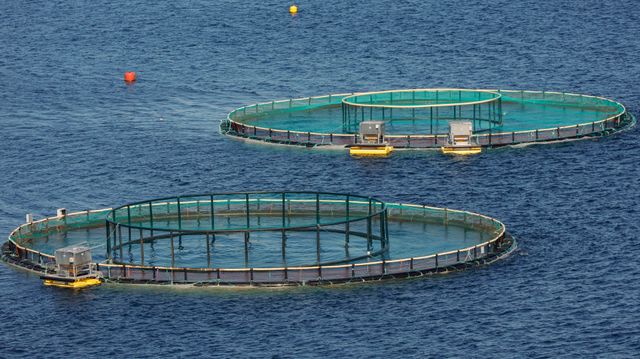 Rapport: Trafikklyssystemet for havbruk i strid med naturmangfoldloven