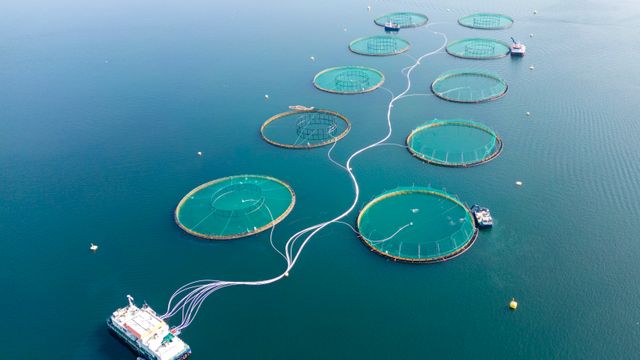 Mowi tjente 1,34 milliarder euro – fall for Grieg Seafood og Lerøy