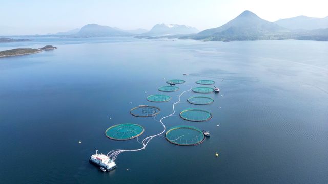 Lakseskatten har bare gitt en brøkdel av ventede inntekter