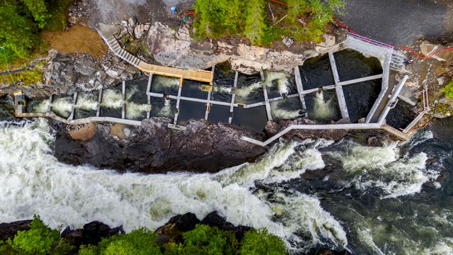 Laksetrappmysteriet: – Villaksen er Norges panda