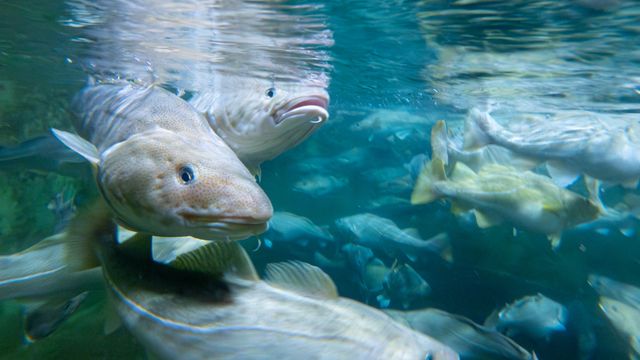 Ny konflikt om oppdrettstorsk – stans i tildeling av steder