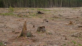 Illustrasjon av Flatehogst påvirker naturmangfoldet mer negativt enn antatt