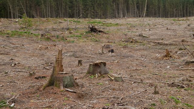 Flatehogst påvirker naturmangfoldet mer negativt enn antatt