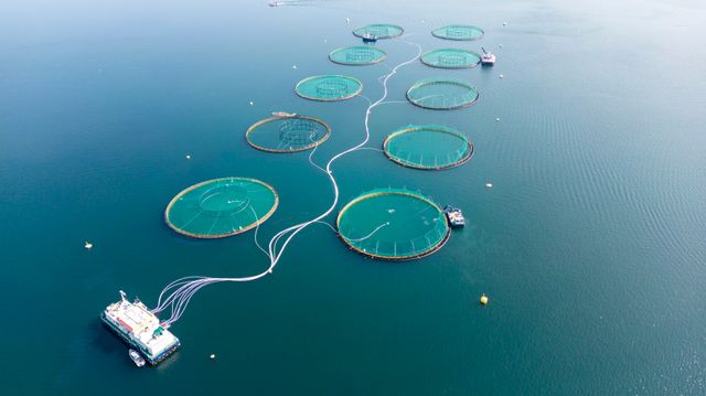 Mowi melder om rekordår – deler ut over én milliard i utbytte