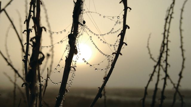 Tåkefangere kan løse lokal vannmangel. Matematikere vil forbedre nettene