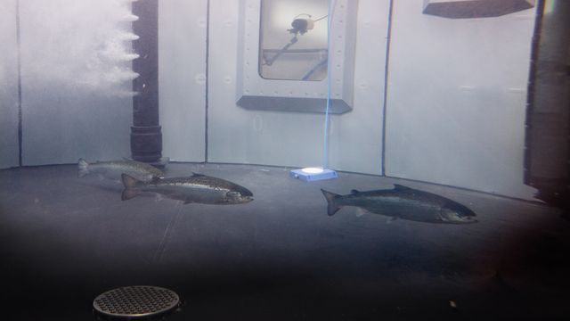 Selskap mister enerett til å bruke sensor og KI i havbruk