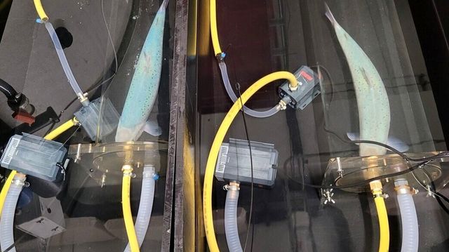 Forskere fant ut hvorfor steril laks ikke klarer seg