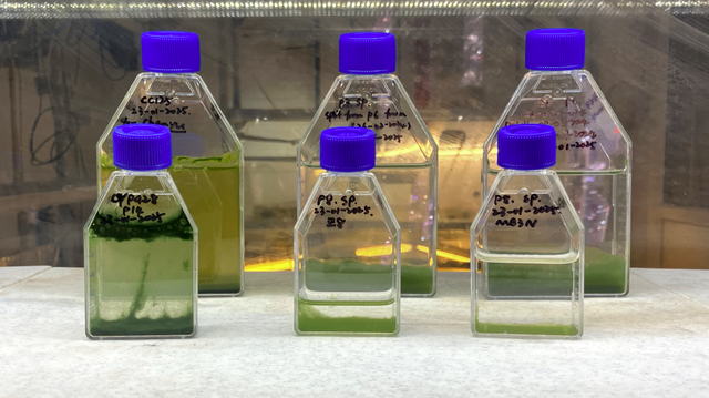 Mikroalger er like sunne som fisk: Forskere vil gjøre dem til menneskemat