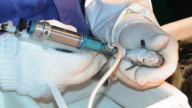 Vil heve terskelen for «kjekt å vite»-forsøk med dyr