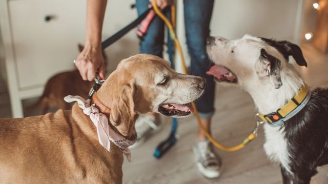 Stoler vi nok på folk til å slippe dem inn når vi ikke er hjemme?