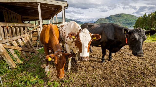 Bruker sensorer mot kuas klimagassutslipp