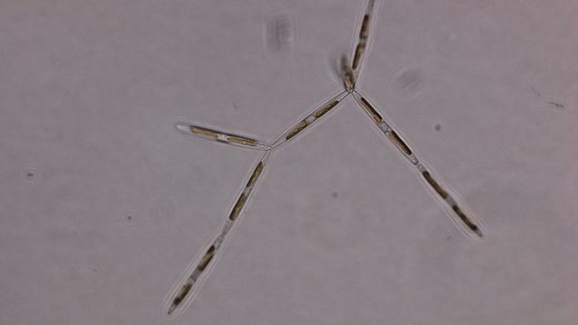 Alger kan leve med minimalt sollys – kan være godt nytt for klimaet