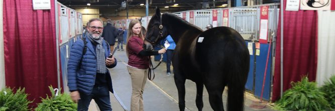 Illustrasjon av IT-konsulent konkurs. Investerte i travhester med selskapets penger