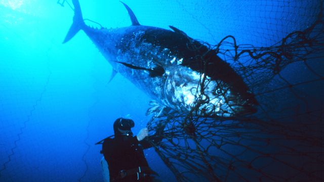 Overfiske startet tidligere enn antatt – endret makrellstørjas DNA