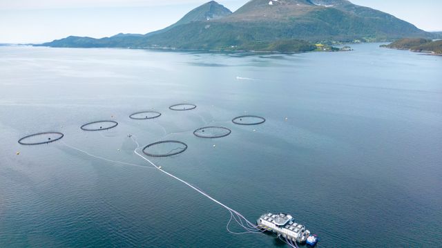 Nytt resultatfall for Salmar