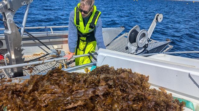 Her høstes den første taren som er dyrket for karbonfangst
