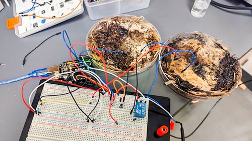 Illustrasjon av Forskere har bygget fungerende dataminne av sopp