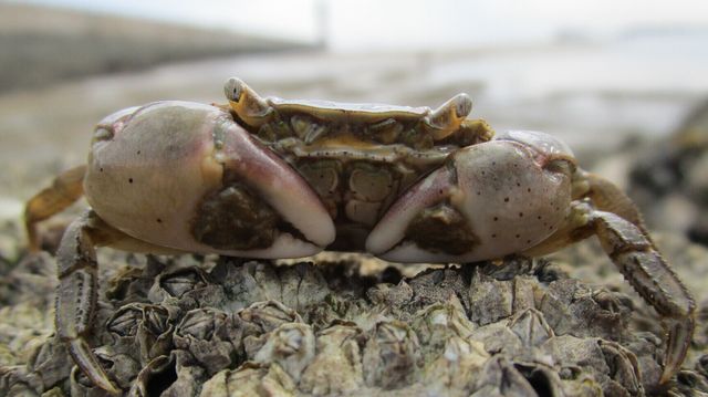 Flere fremmede arter har etablert seg i norske farvann