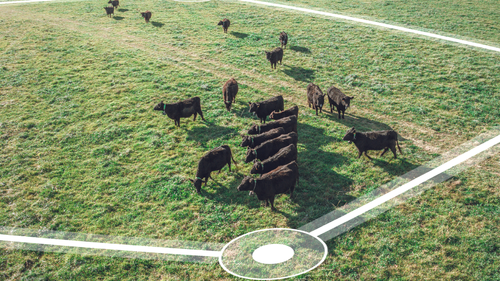 Illustrasjon av Sverige godkjenner virtuelle strømgjerder fra Norge