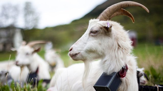 Kan gi beitedyra nettverk der mobildekning er dårlig