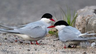 Illustrasjon av Timeglasset har rent ut for sanduttaket i Repparfjorden