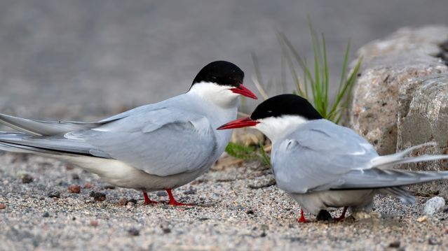 Fengselsdom for sanduttak blir stående