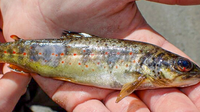 Denne ørreten ble et bilde på vannkraftens skjulte problem