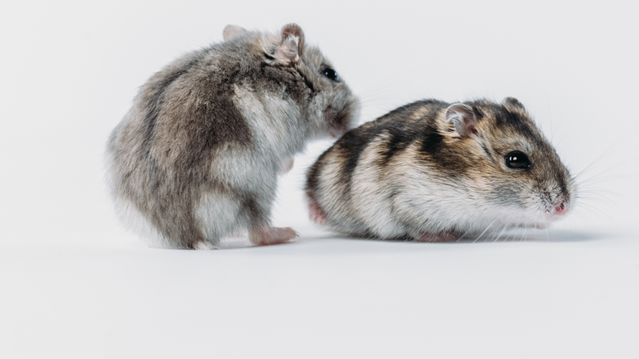 Utro Hamster er stedt til hvile