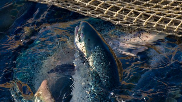 Canada med forbud mot åpne merder