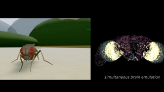 Illustrasjon av De har lastet opp en hjerne i en simulator – men er det mer enn bare en flue?