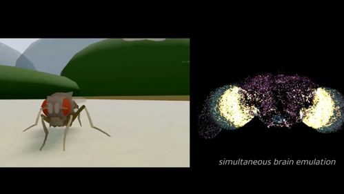 Illustrasjon av De har lastet opp en hjerne i en simulator – men er det mer enn bare en flue?