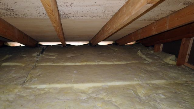 Materialene muggsoppen elsker: – Bjørk mest utsatt