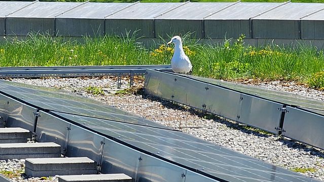 Tror fugler at solcellepaneler er innsjøer?