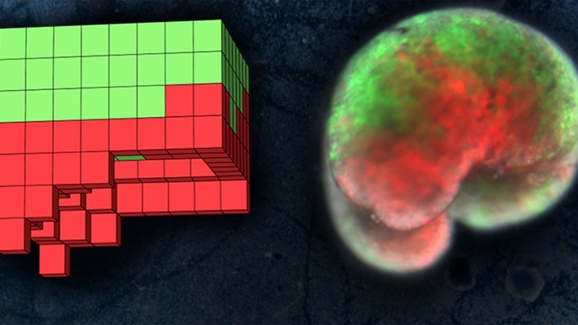Til venstre ses den datamaskinkonstruerte organismen, og til høyre en tilsvarende produsert av hudceller (grønn) og hjertemuskelceller (rød) fra frosker.