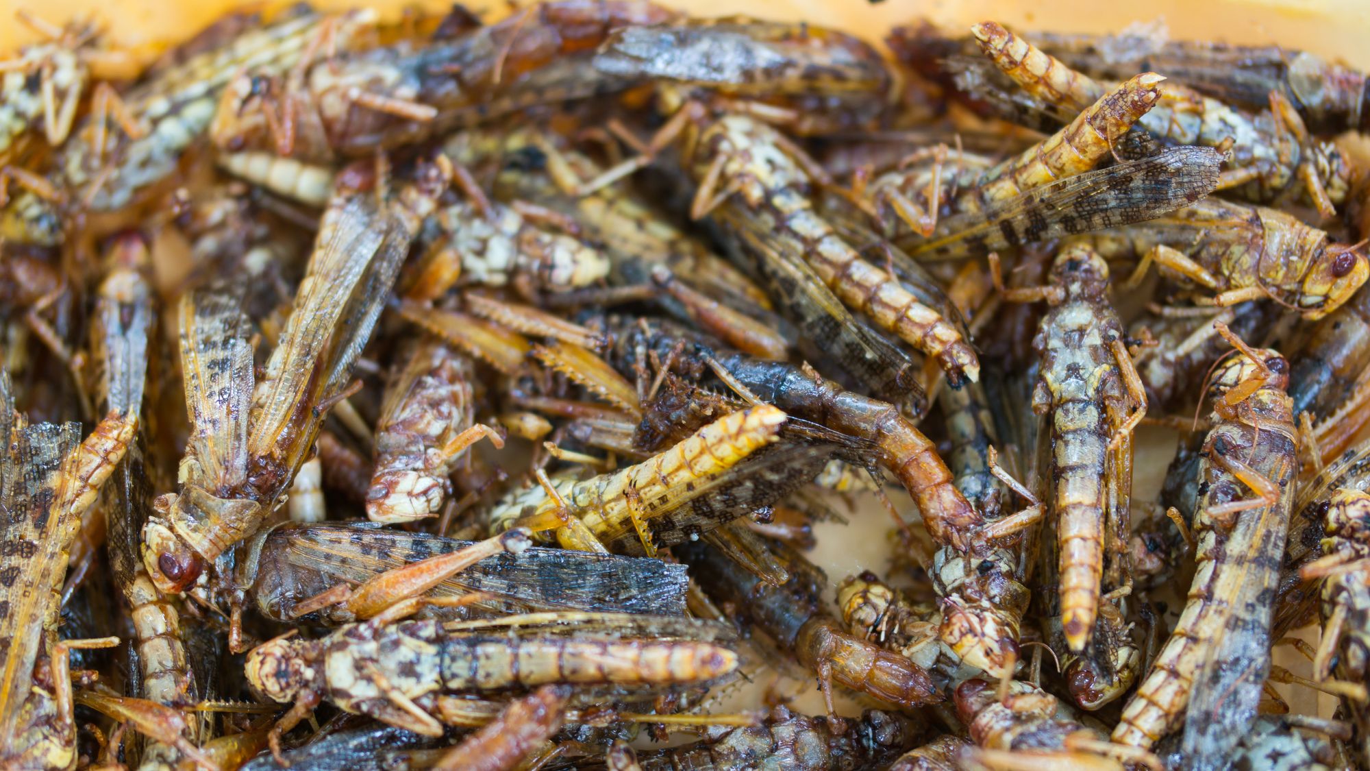 Insekter kan bli en verdifull proteinkilde i framtida, men foreløpig lar den helt store veksten vente på seg.