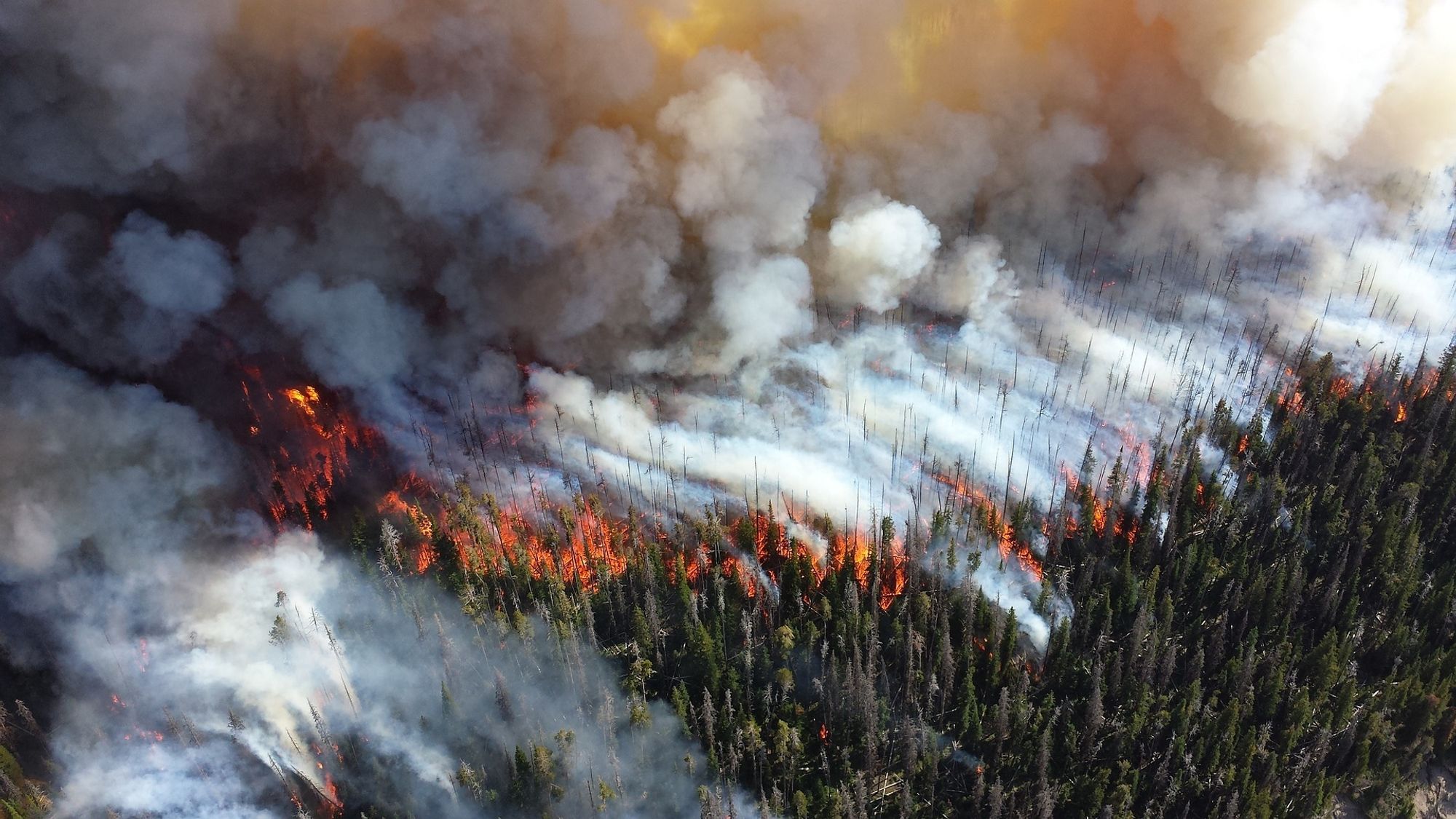 De siste månedene har Australia vært rammet skogbranner, som i følge NASA tilsvarte et utslipp på CO2-utslipp på 306 millioner tonn. Norgs oljeeksport tilsvarer det dobbelte - hvert år, påpeker innsender.