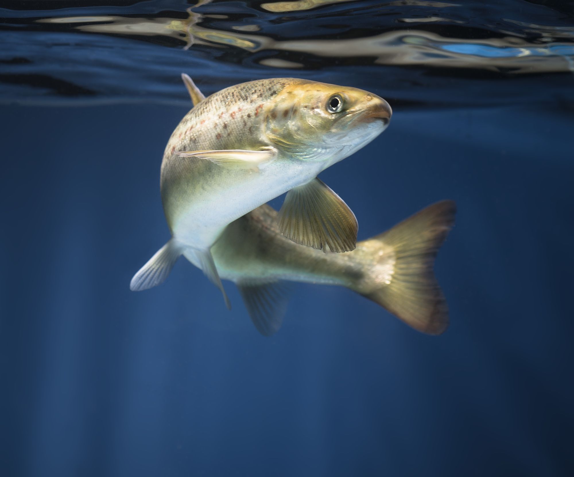 Forskerne overvåker blant annet bevegelsene i fiskens munn for å avsløre pusten. Det skjer på individnivå. Dette bidrar til å avsløre om noe er galt, før fisken får synlige skader. 