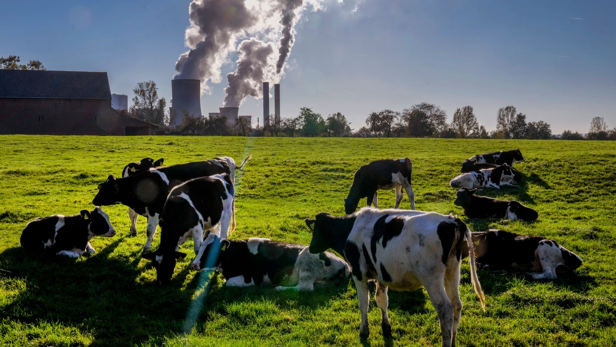 En gruppe kyr foran det kullfyrte varmekraftverket Niederaussem i Tyskland. Mer enn 40 land har forpliktet seg til å fase ut kull i løpet av 2030- og 2040-tallet.