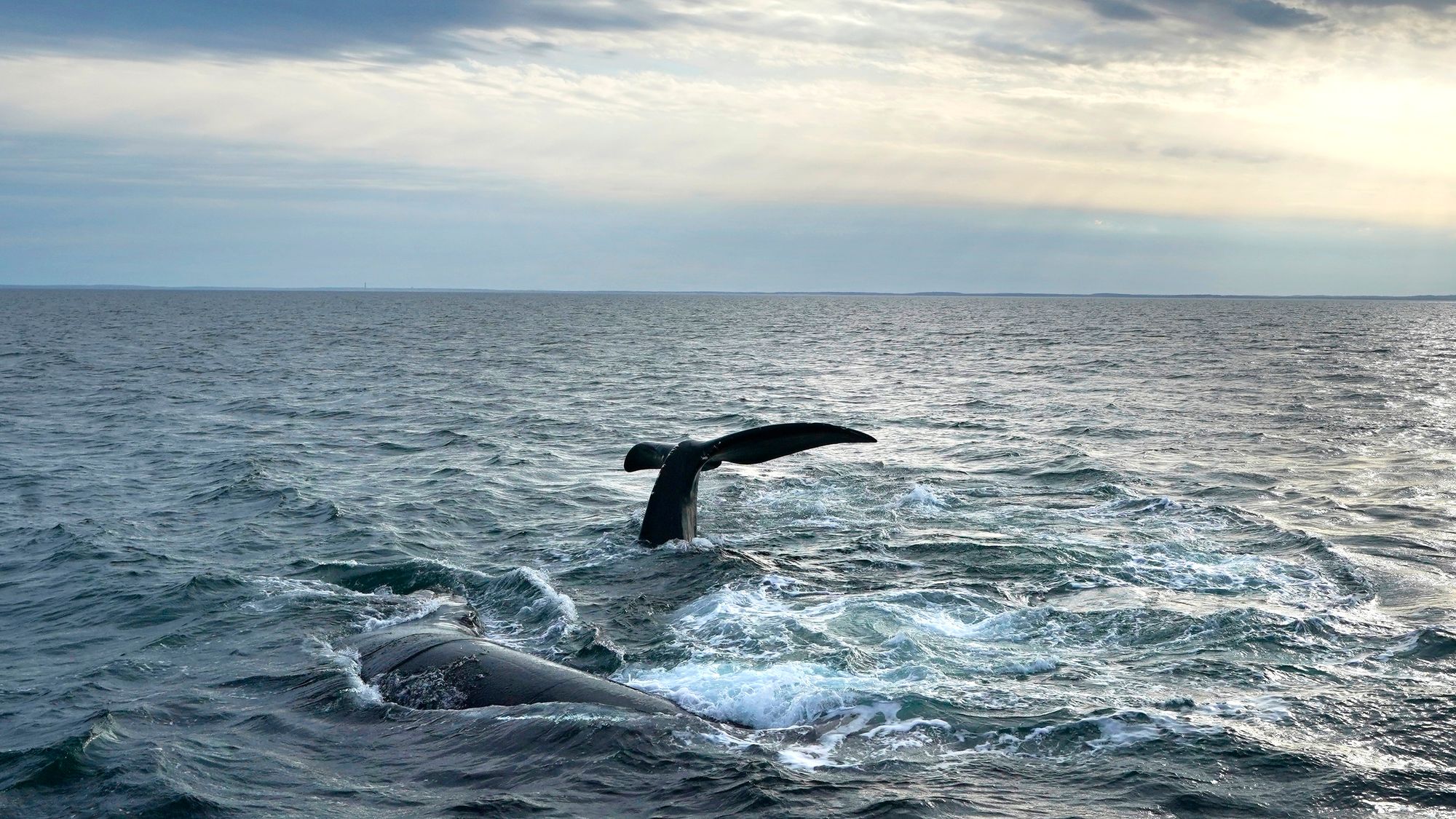 En retthval dykker i sjøen utenfor kysten av Massachusetts i USA tidligere i år. Hvis hetebølgen i Nord-Atlanteren fortsetter, kan mange arter i havet få problemer.