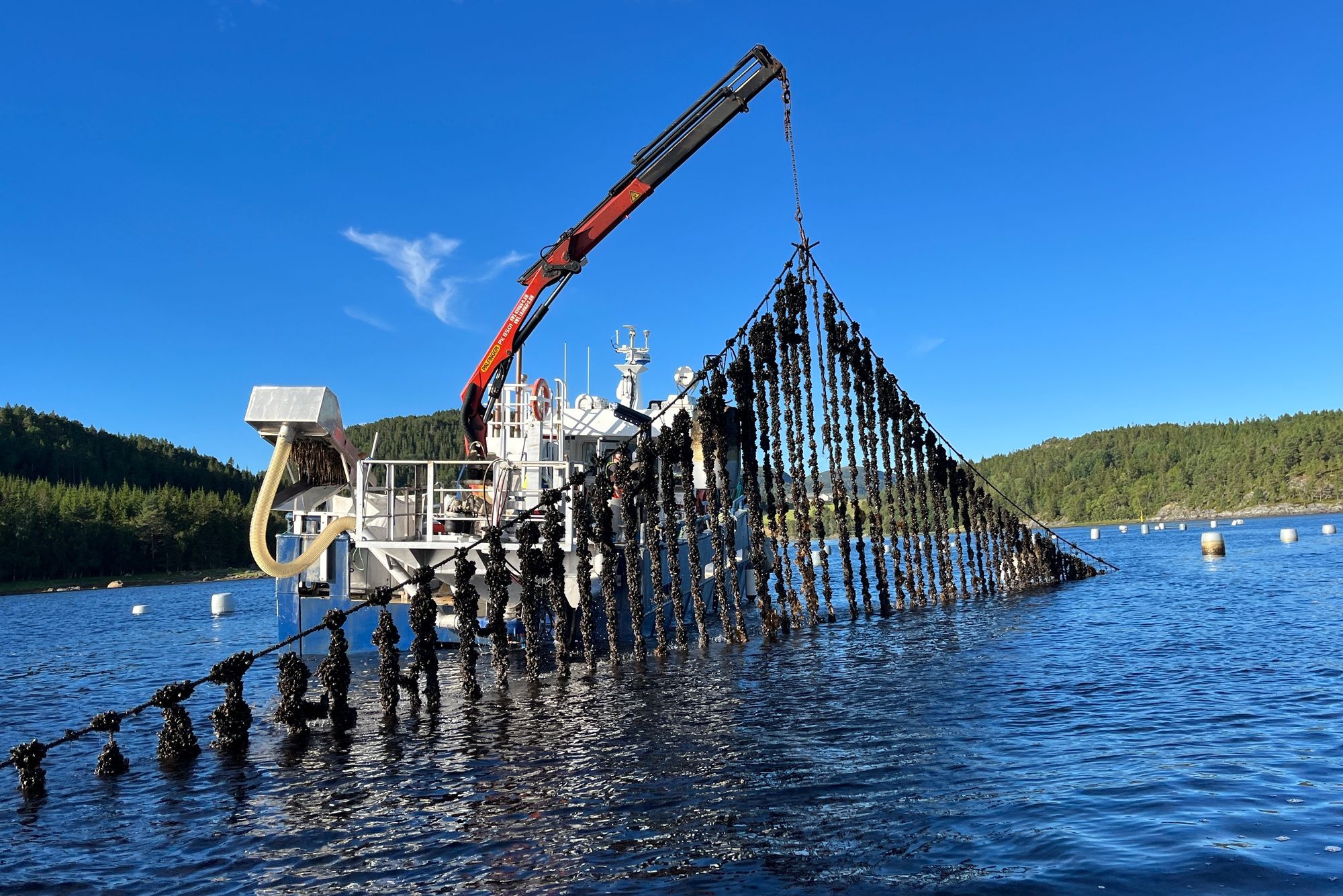 En lang lenke med tauverk som blåskjellene har festet seg til, løftes opp fra fjorden når skjellene skal høstes hos Norgeskjell i Åfjord.